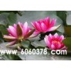 睡蓮，優(yōu)質(zhì)睡蓮，成活率高，花色好，品種多！