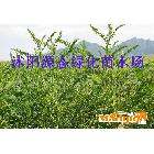 供應(yīng)狼尾草、養(yǎng)生草、狼茅、沙打旺、草木犀