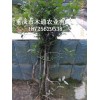 新聞:出售金蛋子苗_金蛋子苗價格行情-供應(yīng)油柿子種苗_油柿子